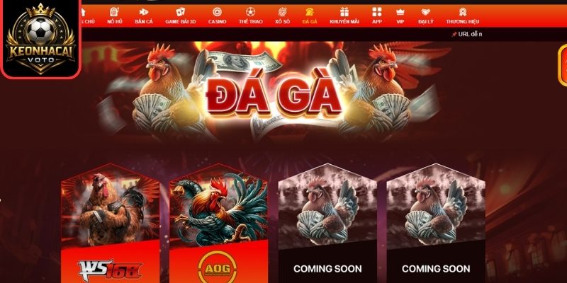 ACB8 – Nhà Cái Đổi Thưởng Trực Tuyến Hàng Đầu Việt Nam 2 Đá gà trực tiếp kịch tính